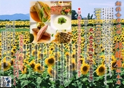 ιƲ25ǯ̲ʡ դơ