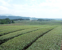 茶の始まり