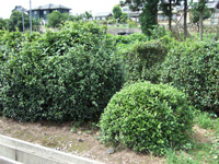 100年経ったお茶の木